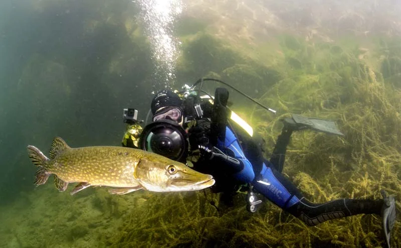 Jack_Perks underwater with pike main.jpg