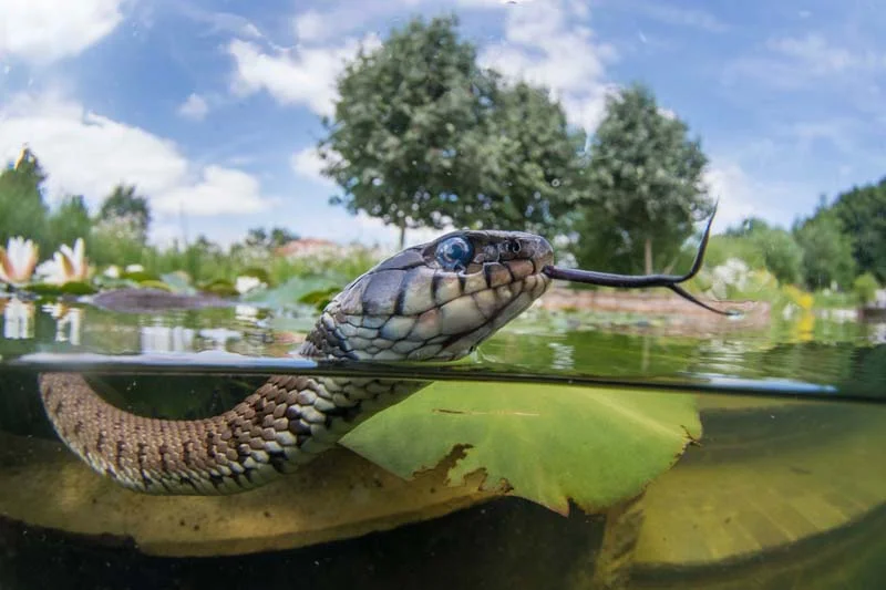 Jack_Perks_Aquatic_Wildlife - 1.jpg