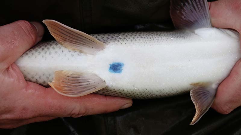 Distinctive blue dye on stockies.jpg