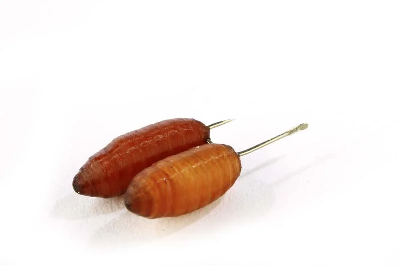 1 Small hooks for roach.jpg