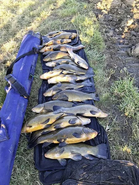 over 100lb of tench for Steve Cowley.jpg