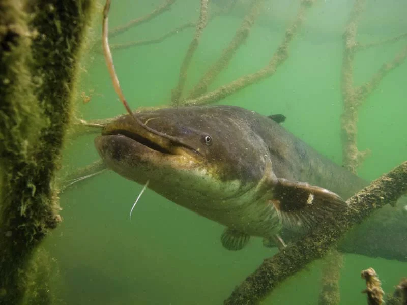 Generic catfish pic.jpg