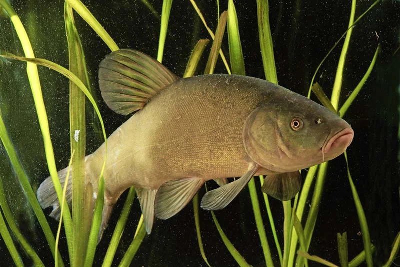 tench.jpg