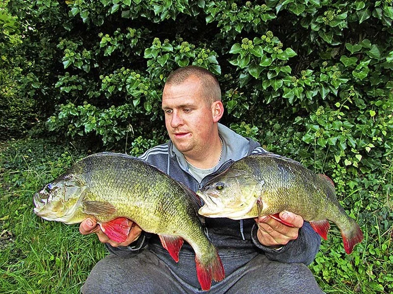 Joe Royffe 4lb 6oz and 3lb 3oz perch.jpg