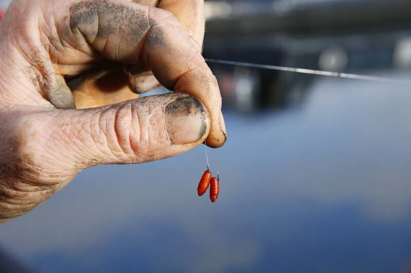 Mustad Long Point Wide Gape Canal//Seed Hooks Sizes 16 18 20 22 24 50 Hooks New