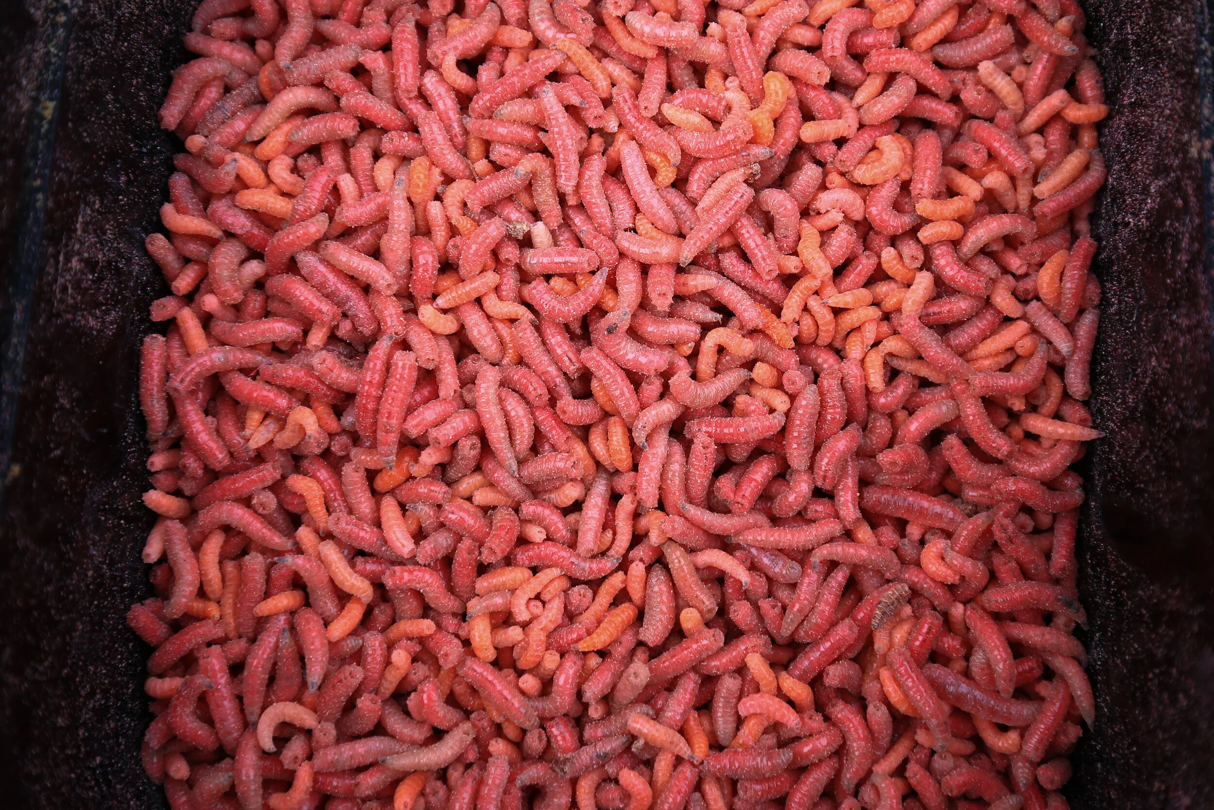 Commercial fishing tips Bomb out a maggot feeder in the cold with Dan