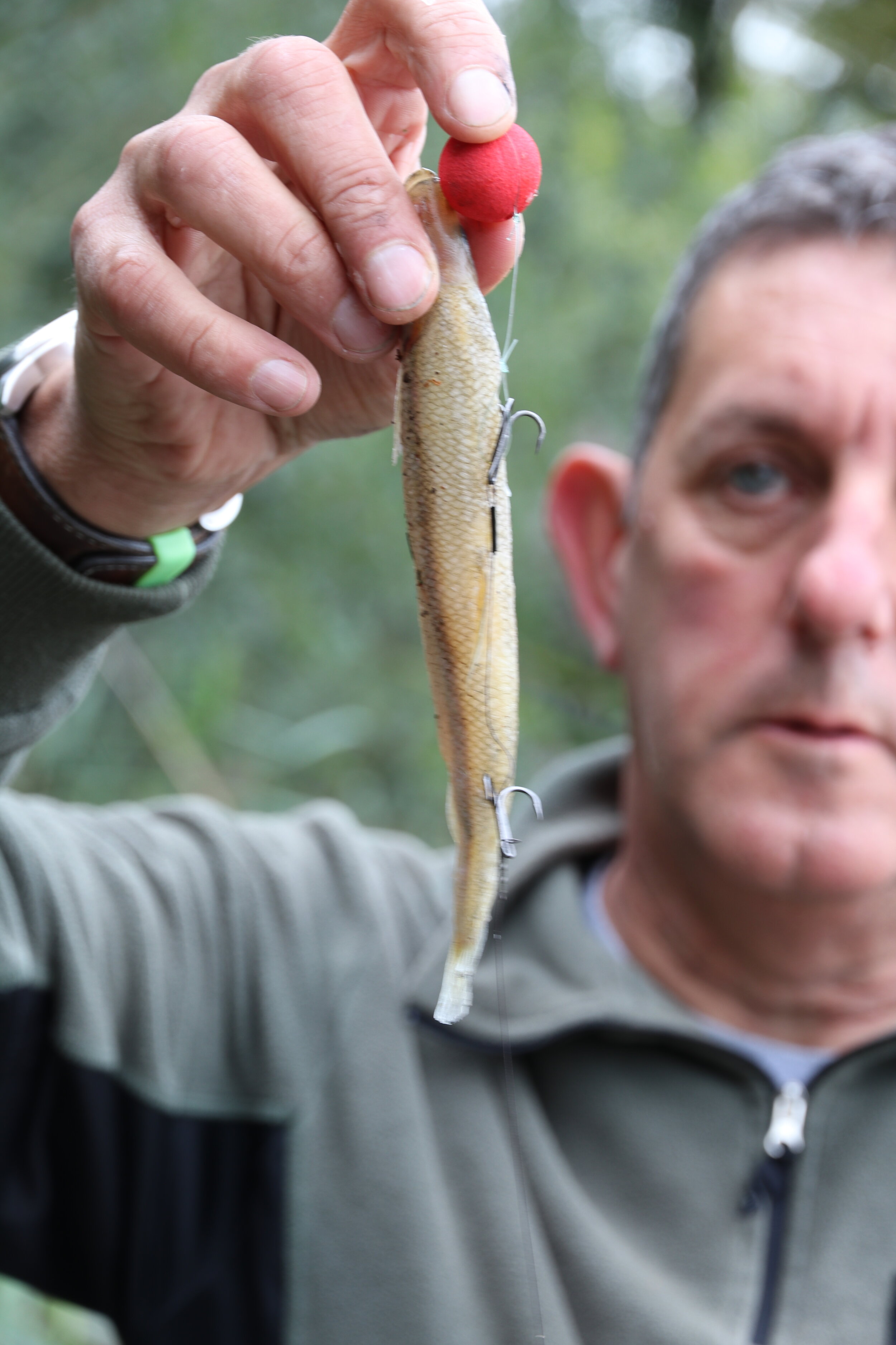 Pike fishing tips - Dai Gribble's top five deadbaits — Angling Times