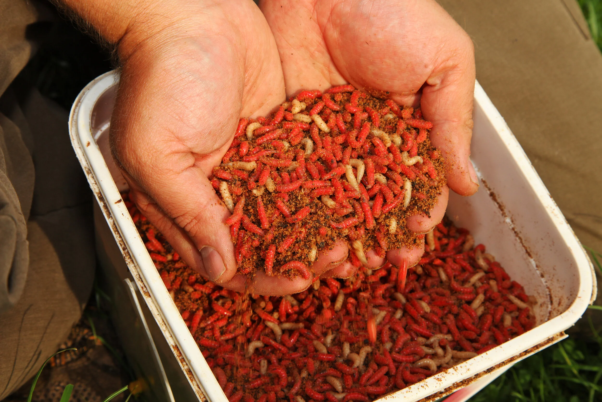 What's the best allround maggot colour? Bob Nudd — Angling Times