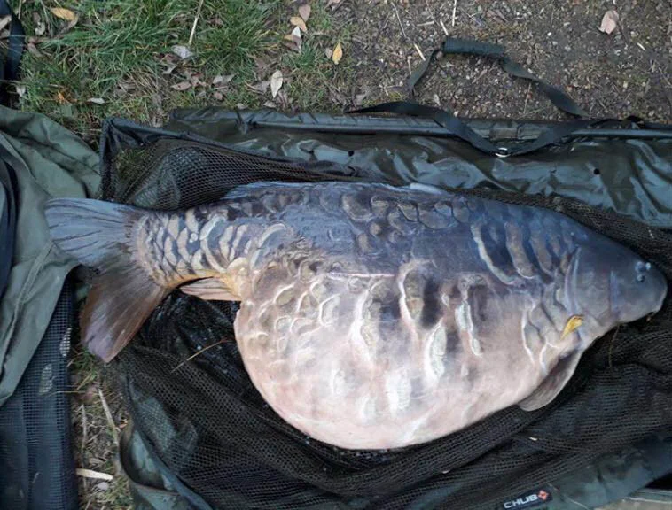 Fish spawning what to look out for — Angling Times