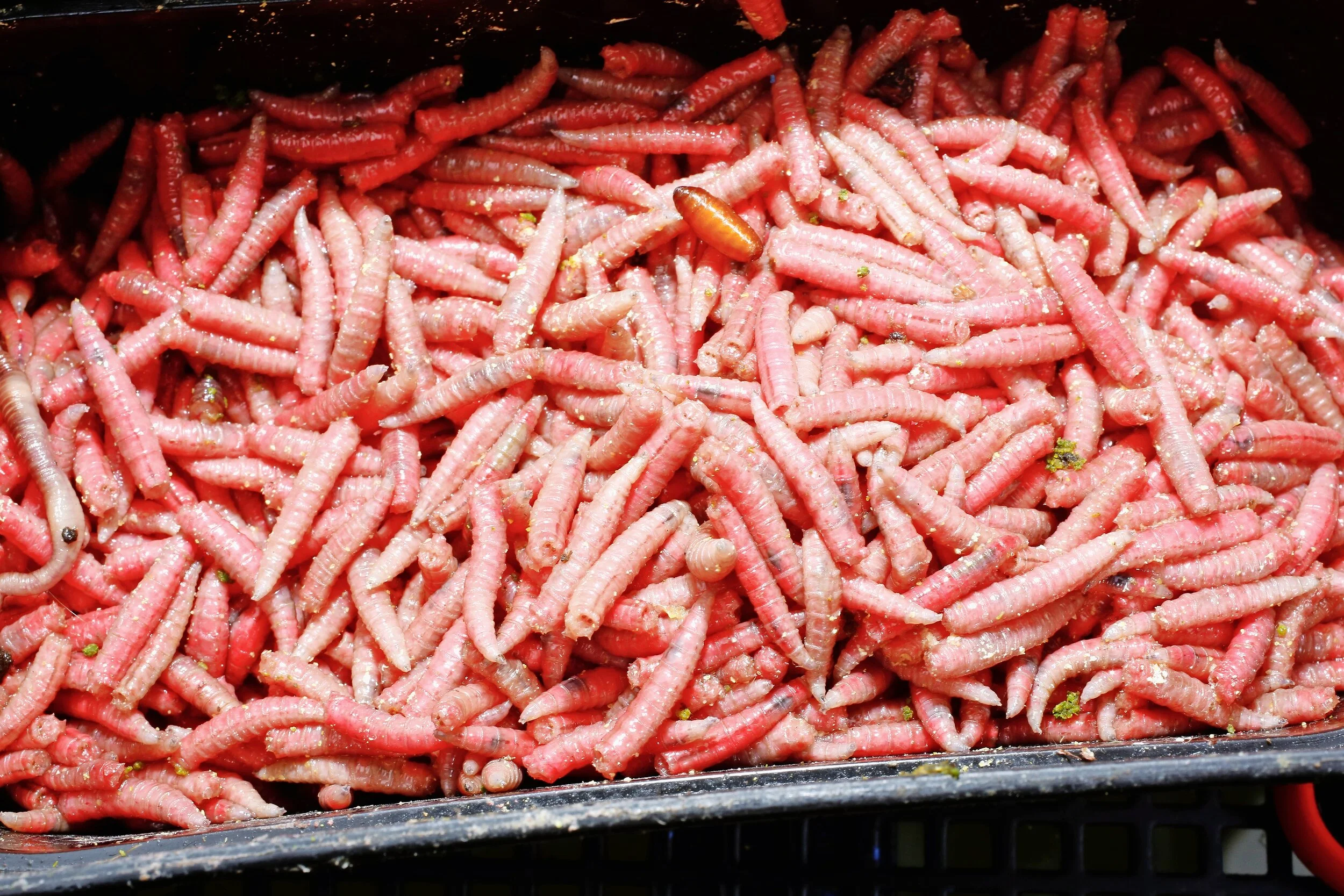 Match Fishing Tips When you should use dead maggots Rob Wootton — Angling Times Match Fishing Tips When you should use dead maggots Rob Wootton — Angling Times