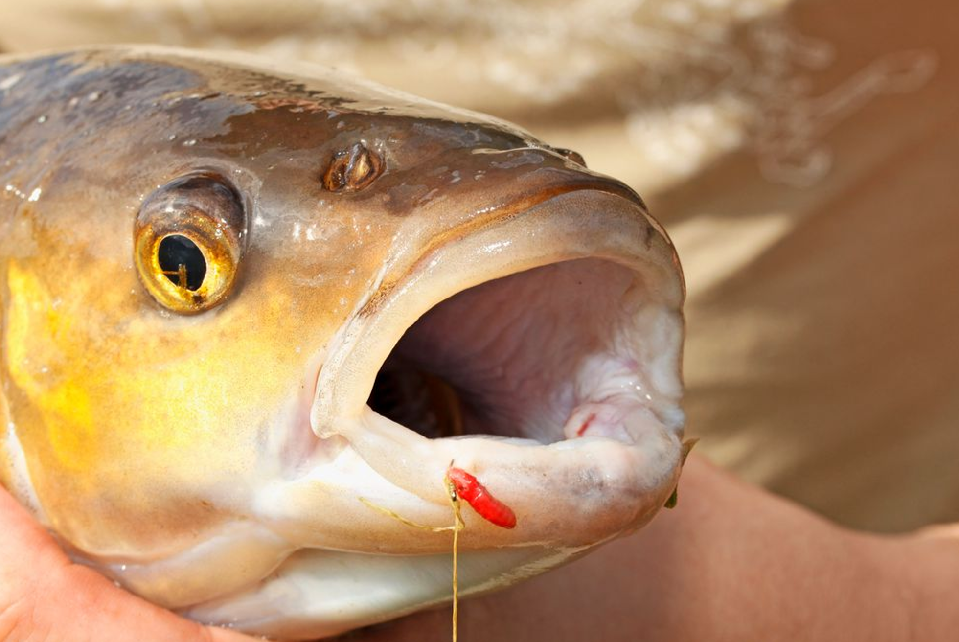 River Fishing Tips | Avon or Stick float for big roach and chub? - Paul