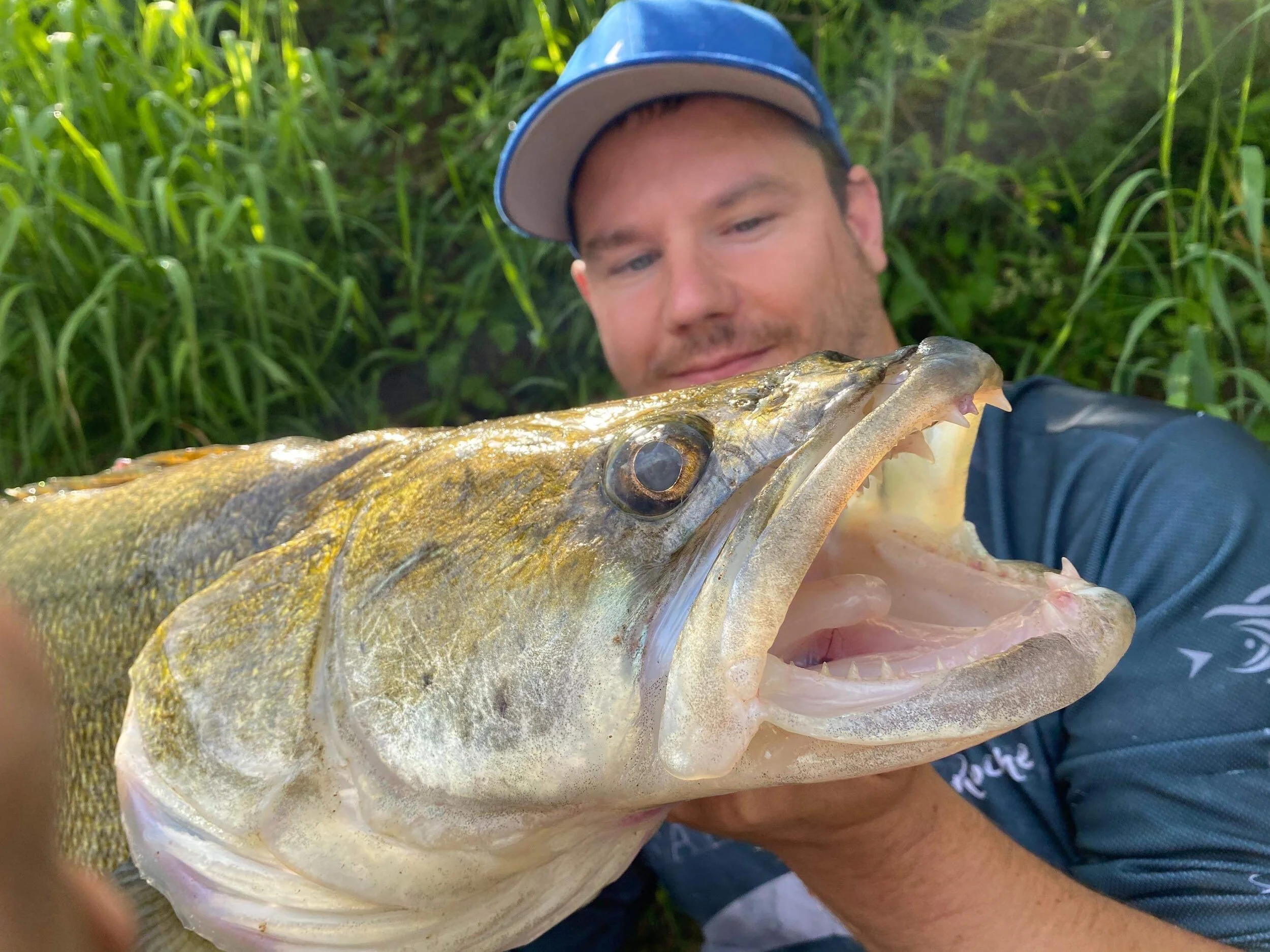 Monster zander falls ounces short of British record — Angling Times