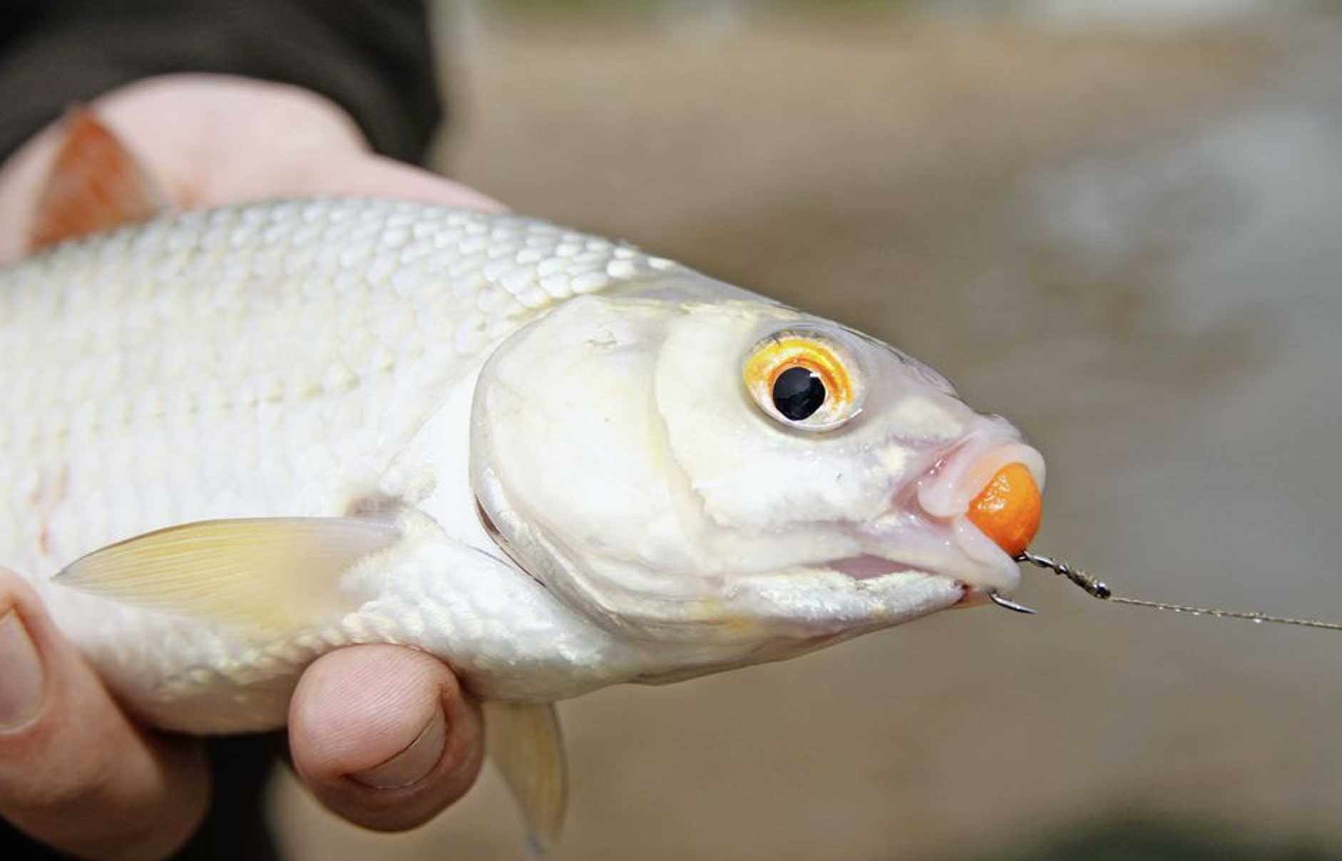 Specimen Fishing Tips The best Stillwater roach rig Phil Spinks