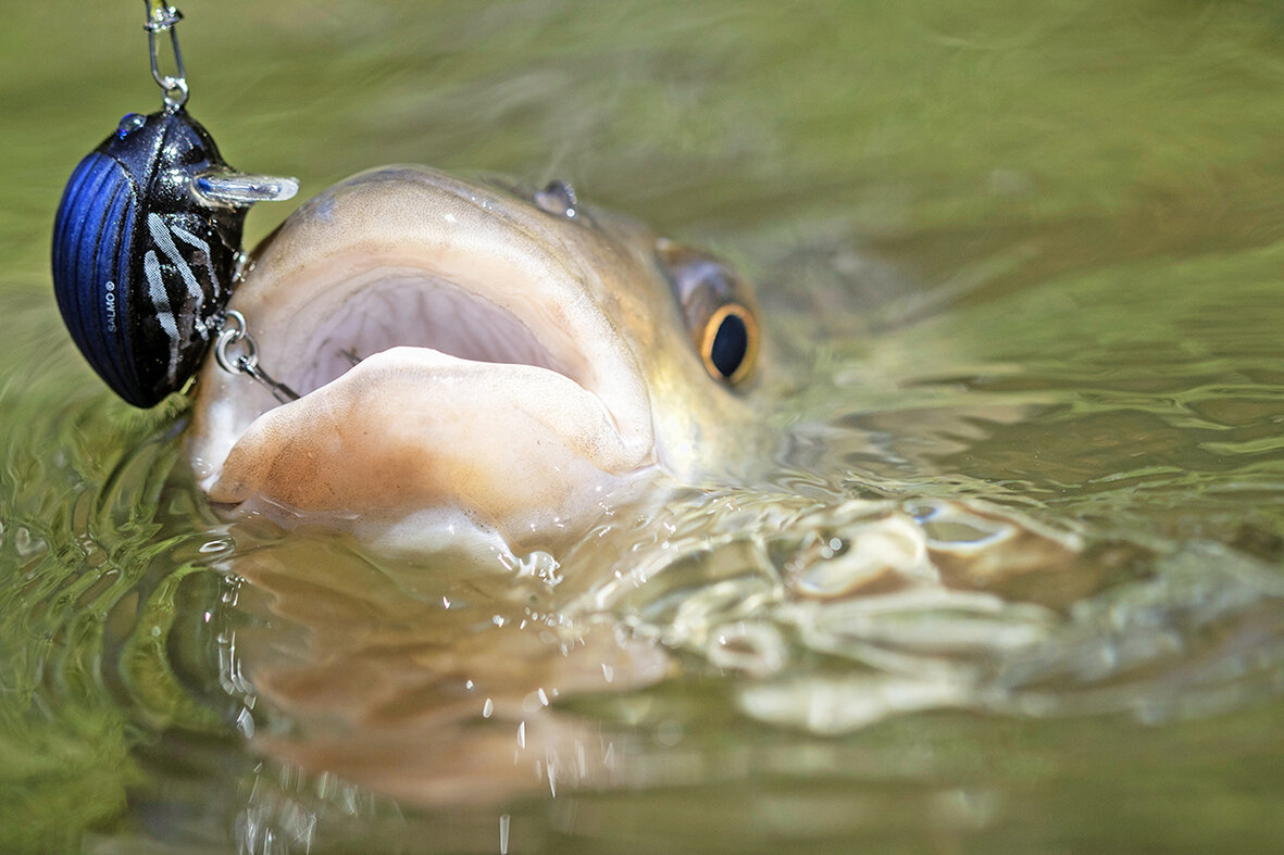 River Fishing Tips The best method for early season chub James Champkin — Angling Times