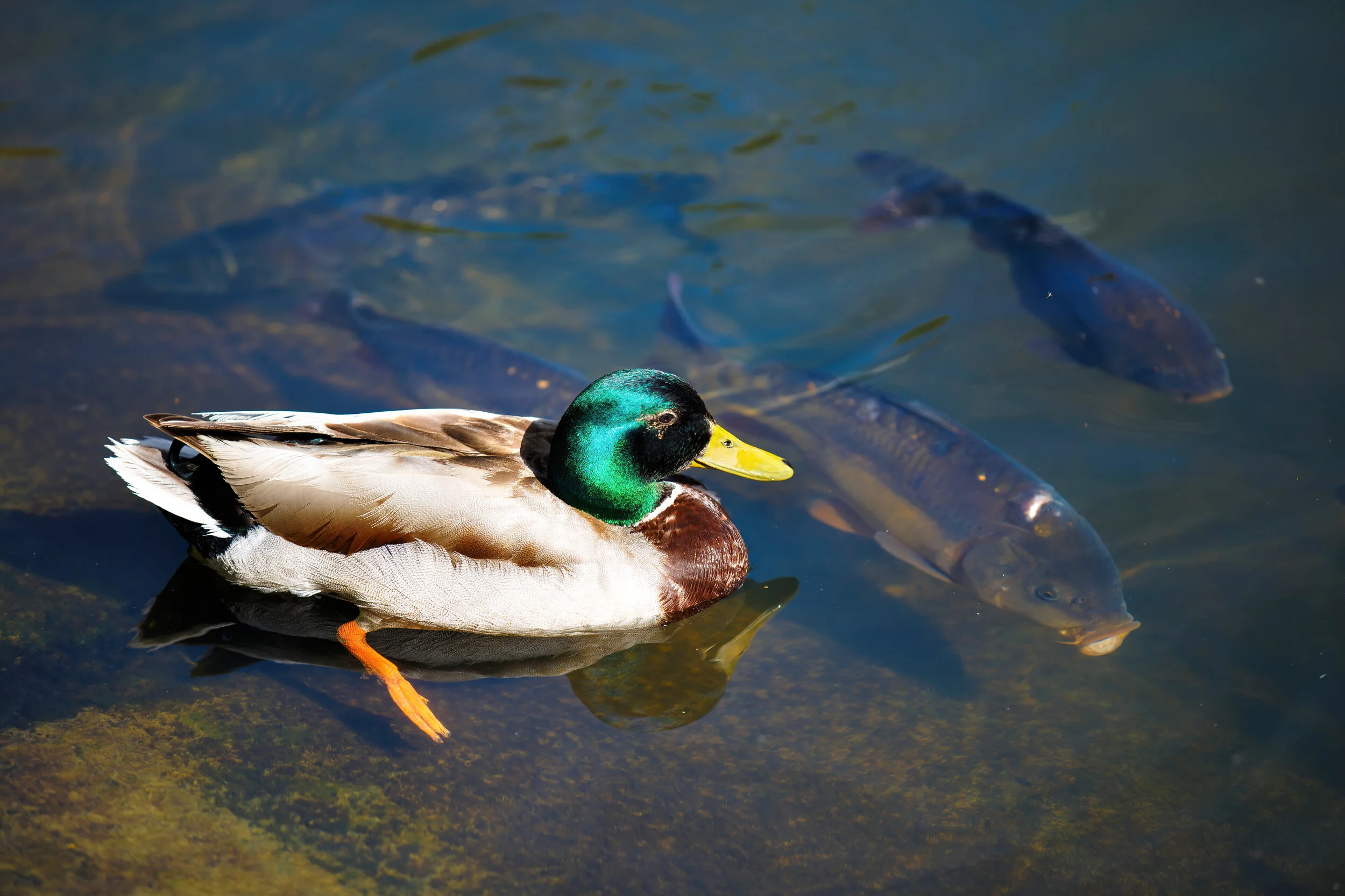 How ducks can stock our fisheries! — Angling Times