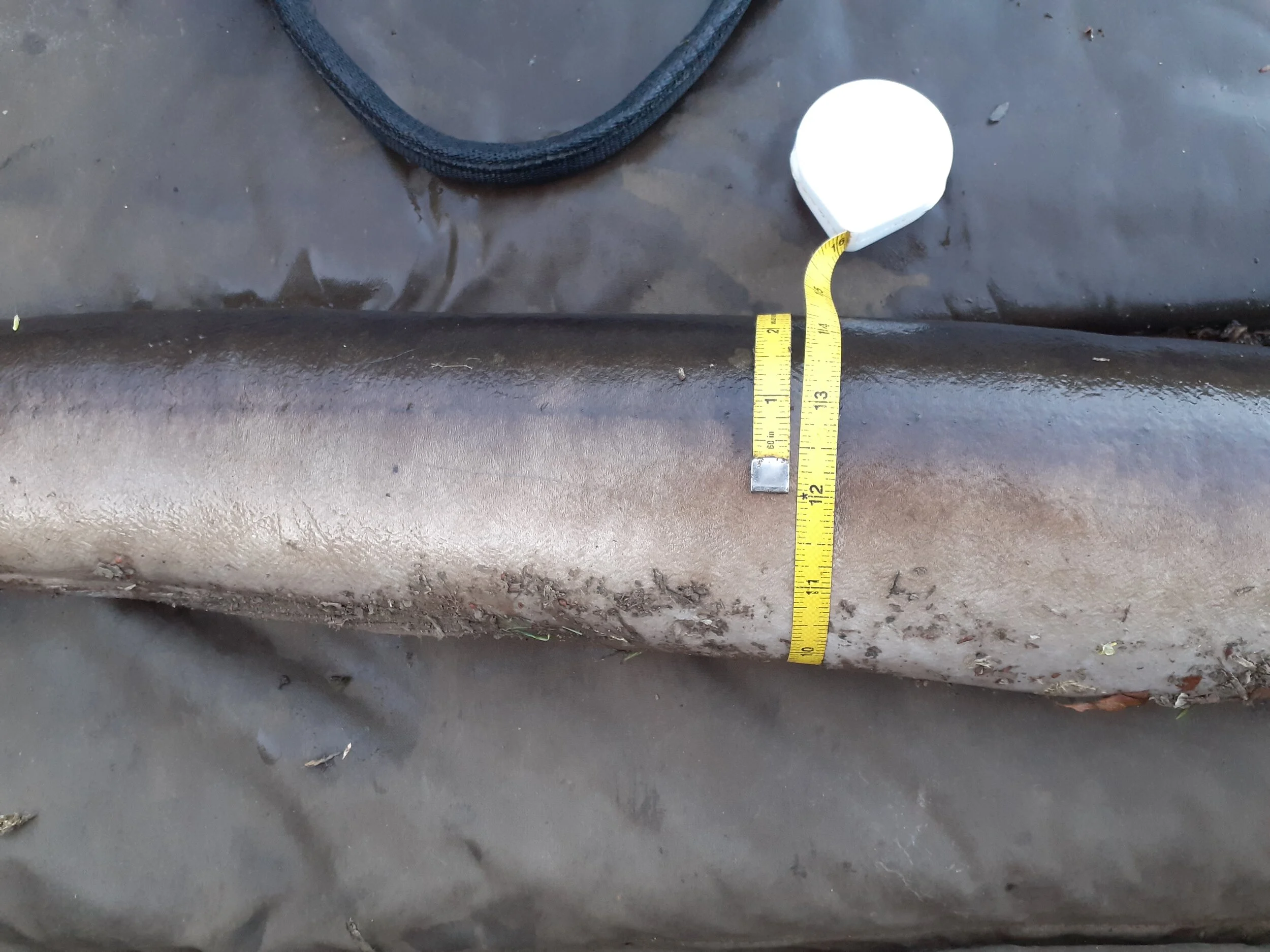 ‘Eel Man’ takes season’s best with 10lb 2oz giant — Angling Times