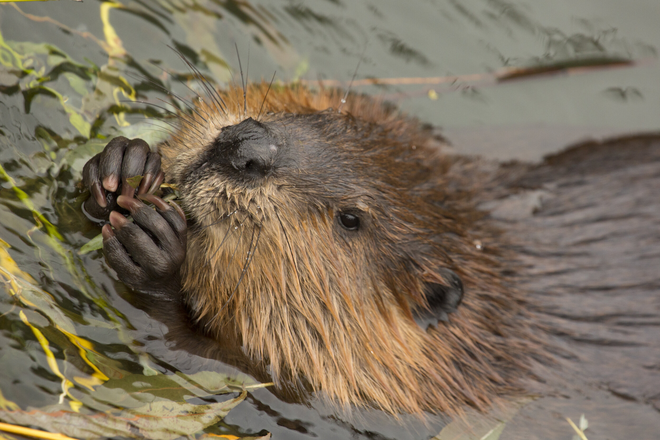 Will beavers be bad for angling? — Angling Times