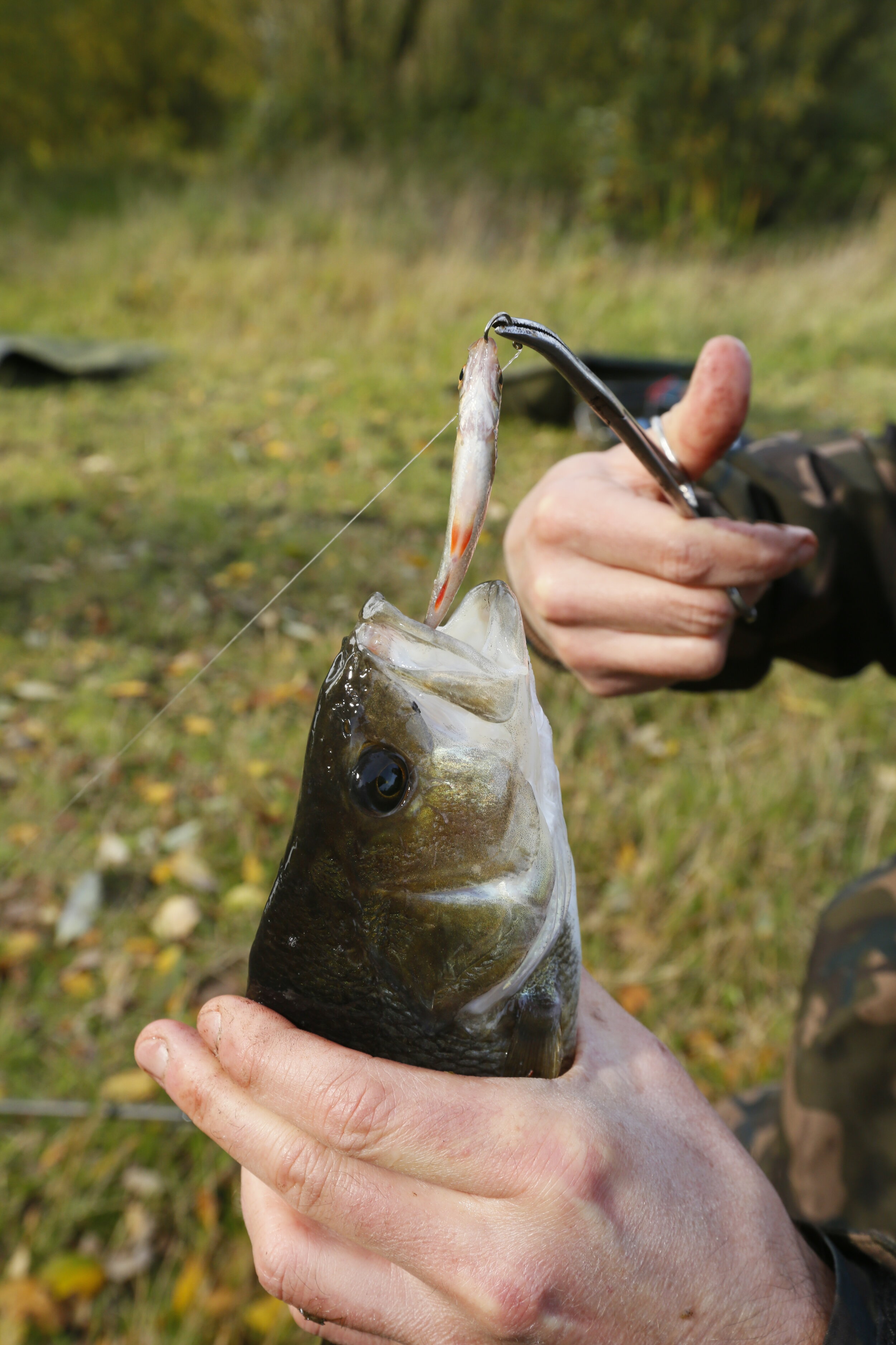 Specimen Fishing Tips  Live or dead baits for big perch? - Rich