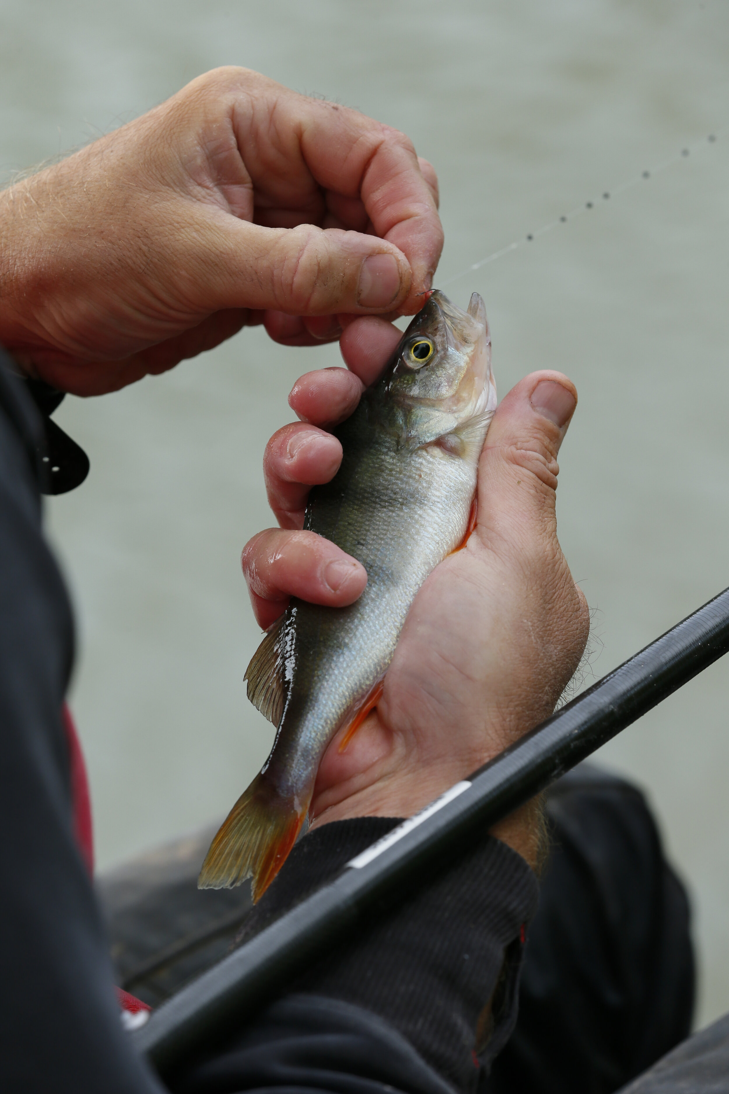 Commercial Fishing Tips | Catch a big weight of perch with Steve Ringer