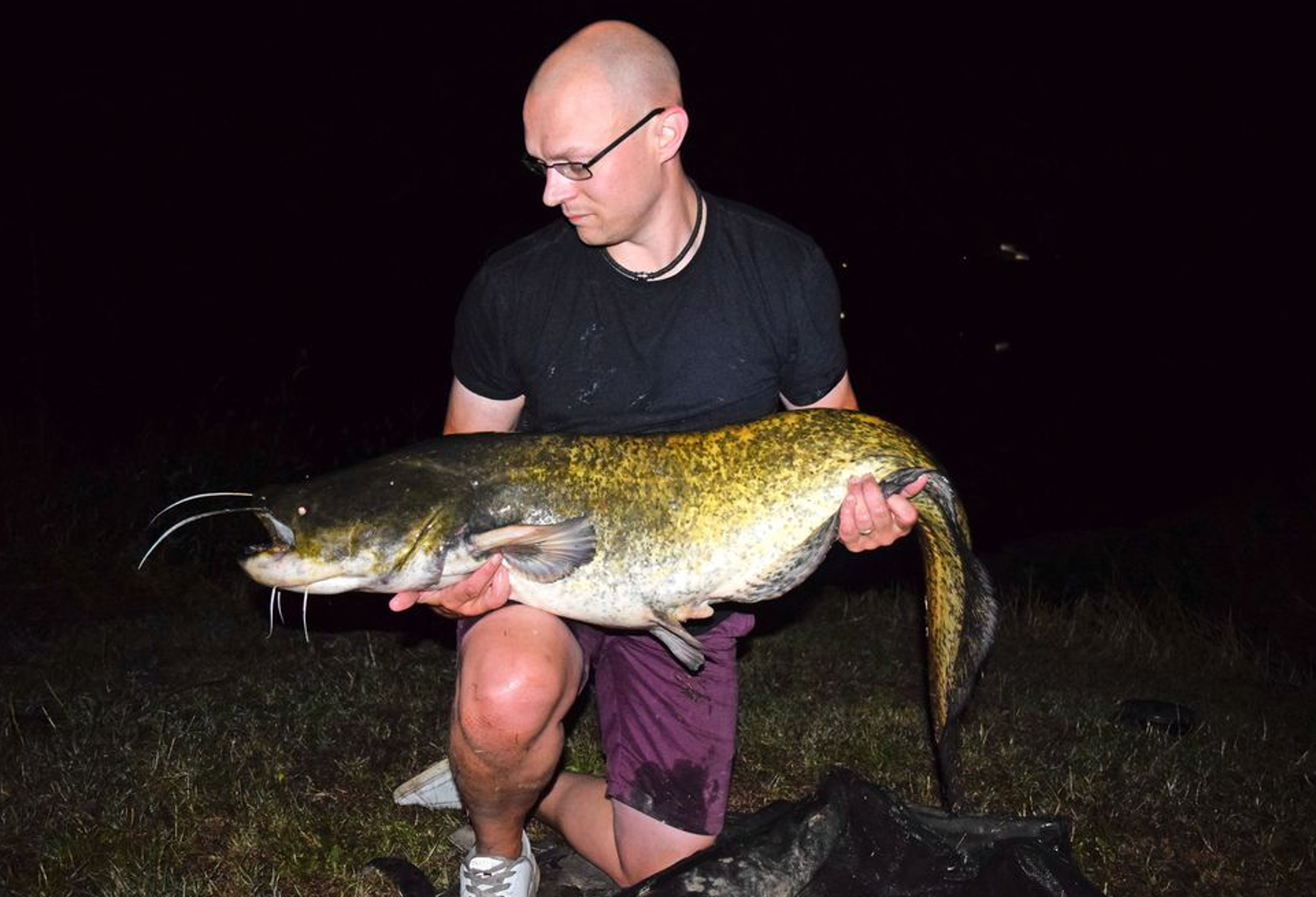 Catfish are breeding in UK rivers - is this good or bad for angling? —  Angling Times
