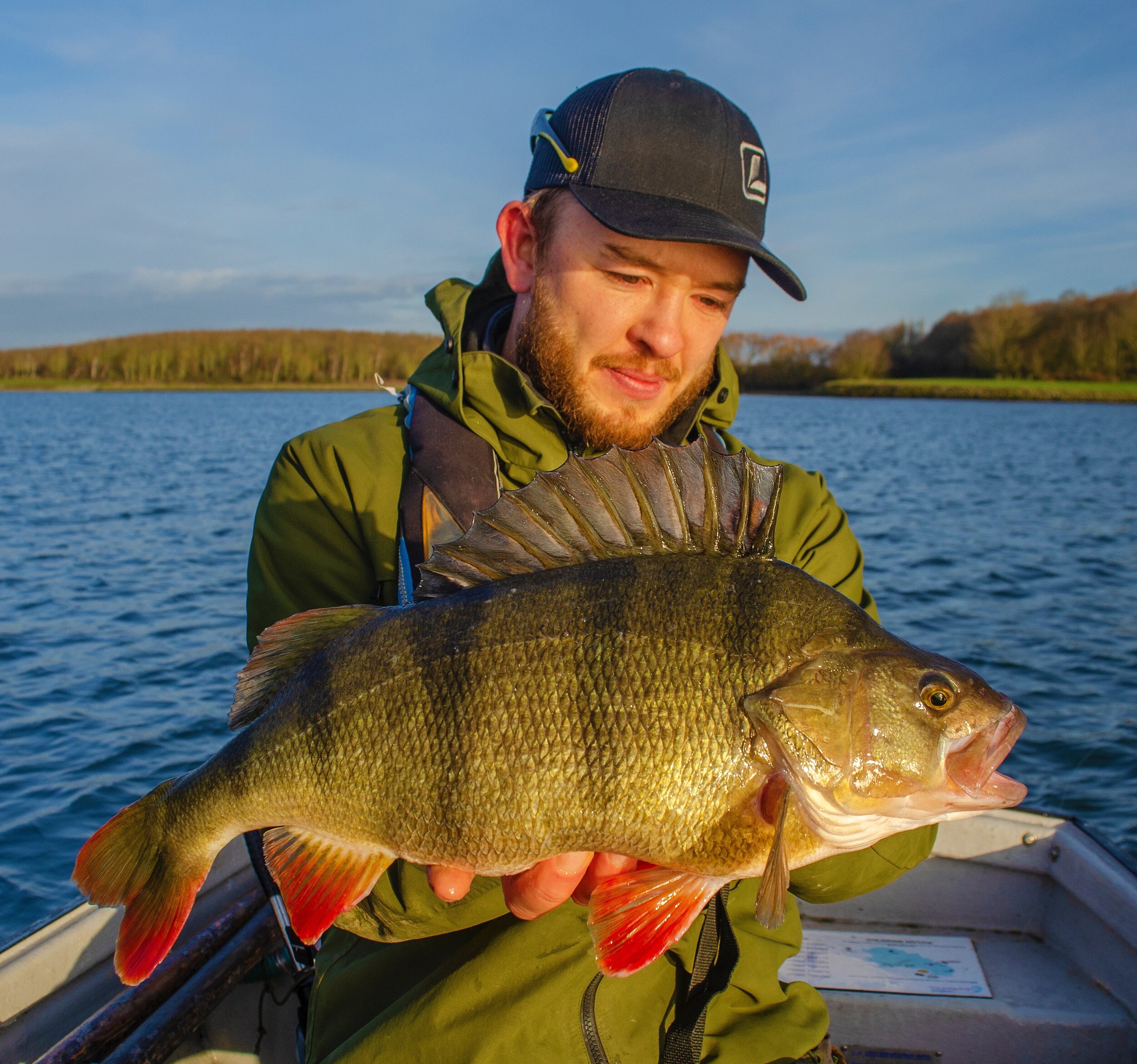 Trio of big perch on the fly! - Matt Roberts — Angling Times