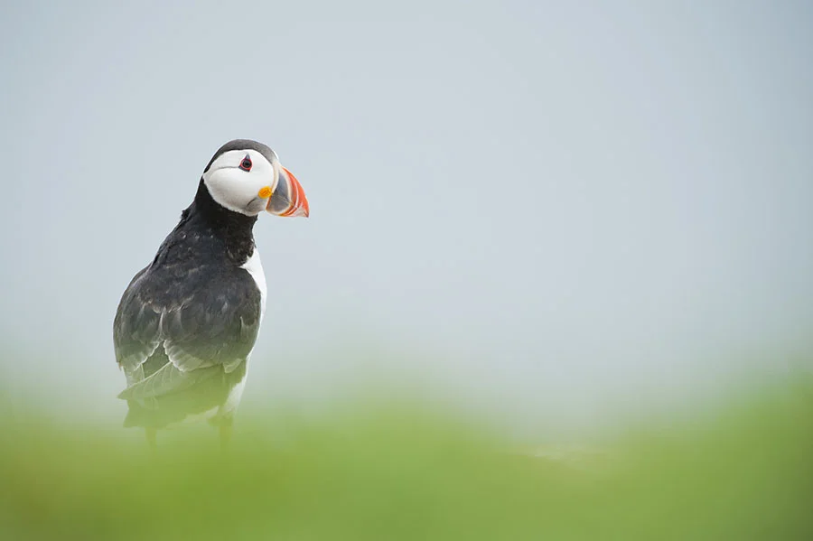 Tom_Mason_June 01, 2013-farnes2-_MAC1331.jpg