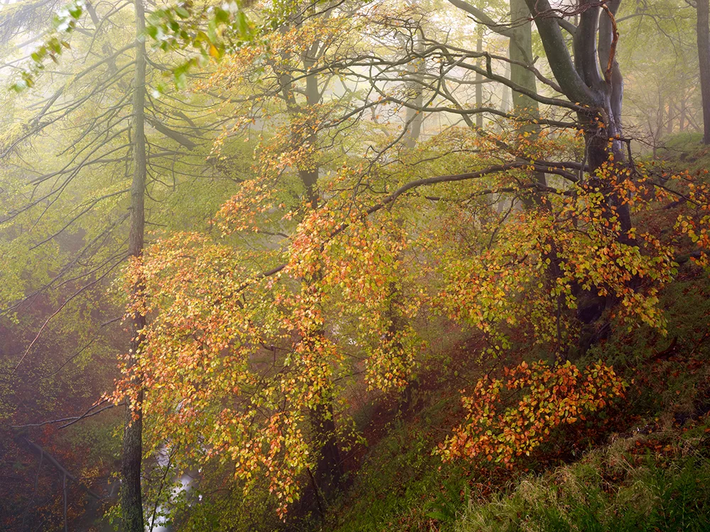 Height of autumn, SettleUSmaster copy.jpg