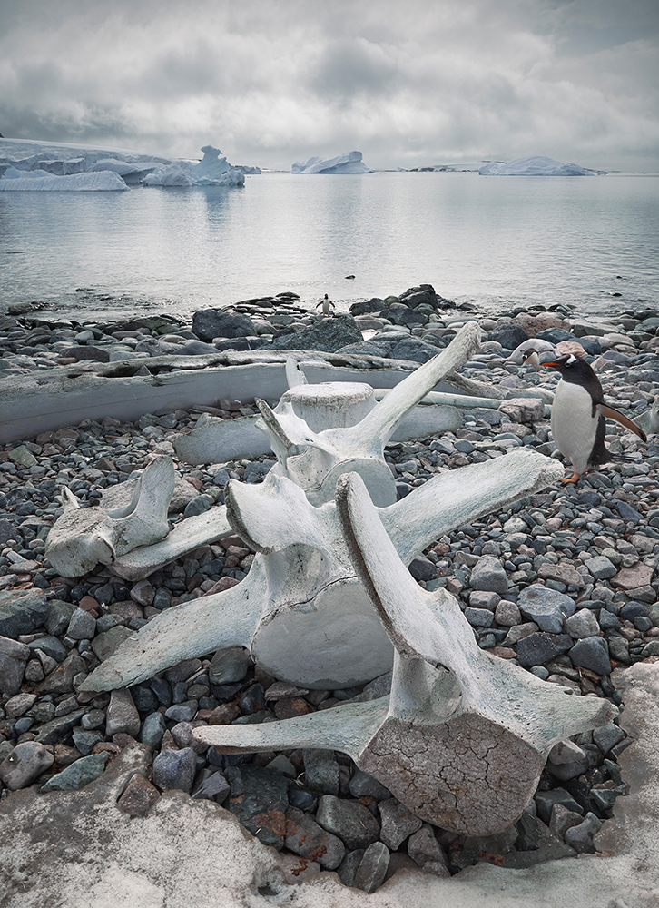 GentooPenguins_WhaleVertebrae_Cuverville Island.jpg