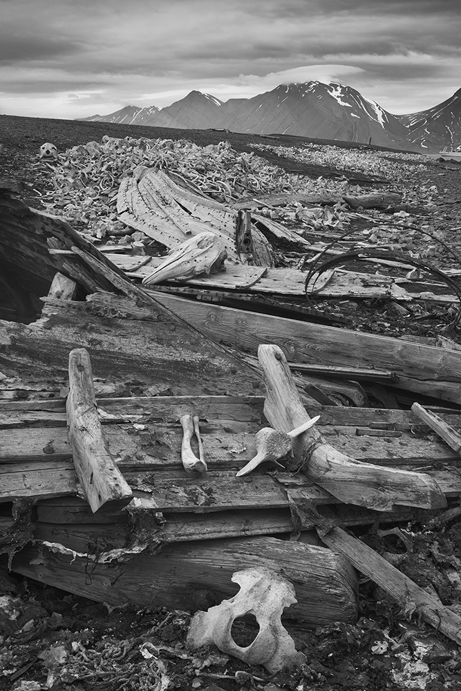 Svalbard_Borbonhamna_beluga_charnel.jpg