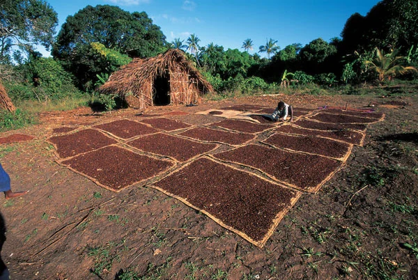 Drying%20Cloves.jpg