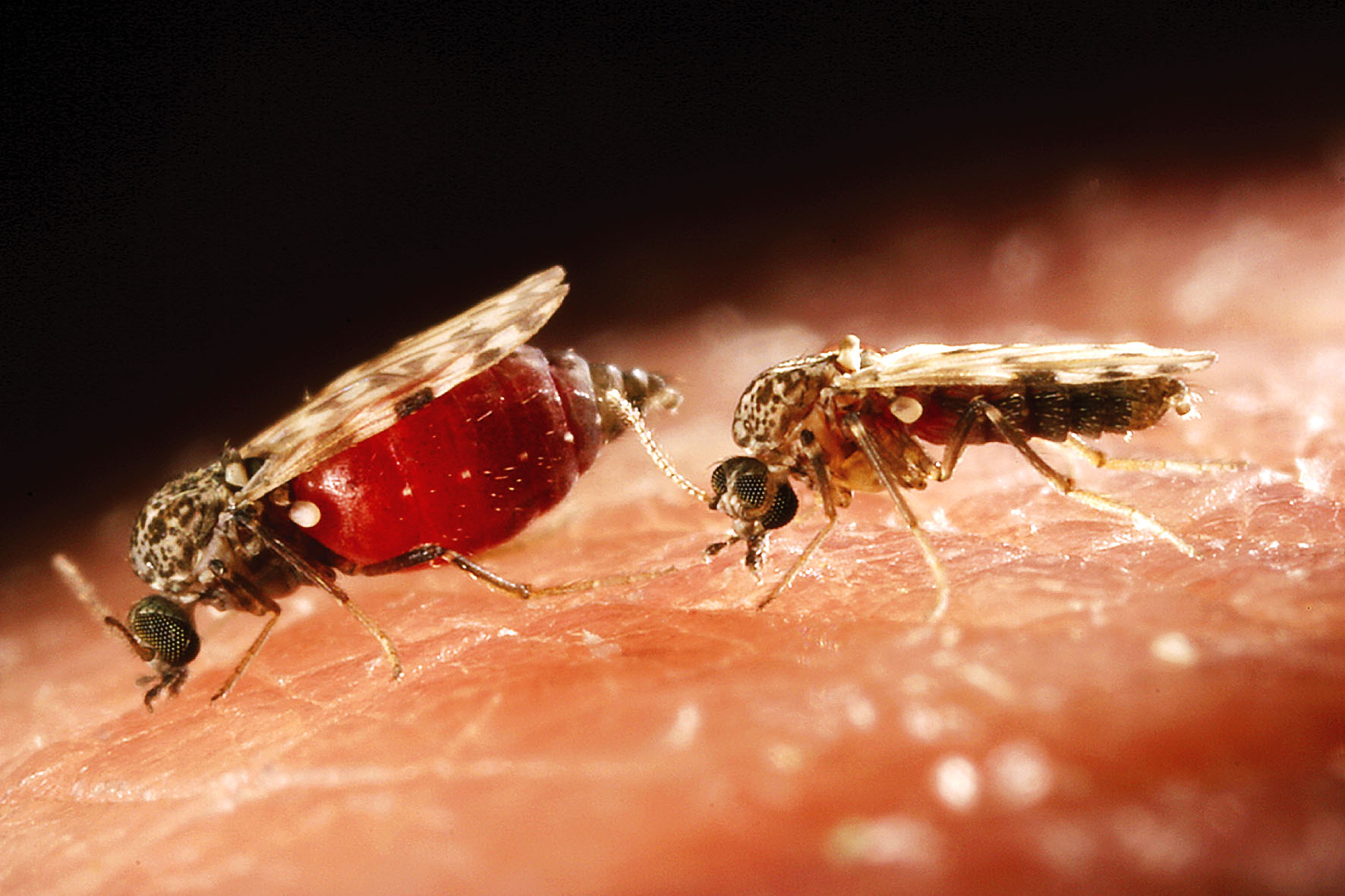 Какие инфекции передаются через укусы кровососущих насекомых. Мокрецы рода culicoides. Мокрец насекомое гнус. Мокрецы насекомые кровососущие. Мокрец мошка.