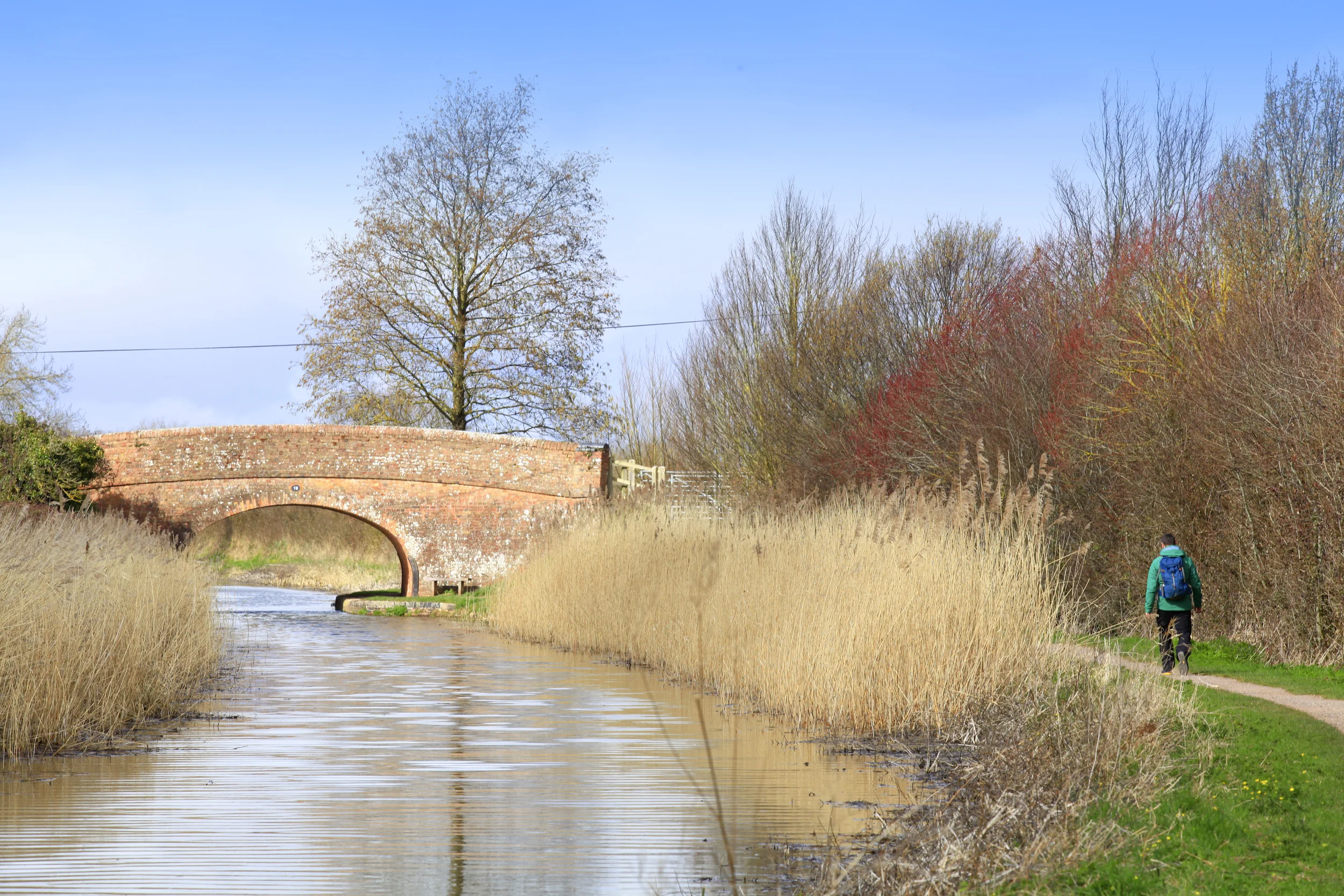 Reeds on the Taunton to Bridgewater Canal. Photo : Tom Bailey © Country Walking