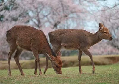 Image quality The XF55-200mm f/3.5-4.8 produces great quality and is an ideal focal length for shooting long-lens landscapes or wildlife.