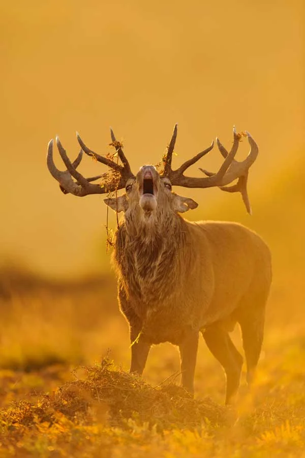 Photo: Flpa/Alamy