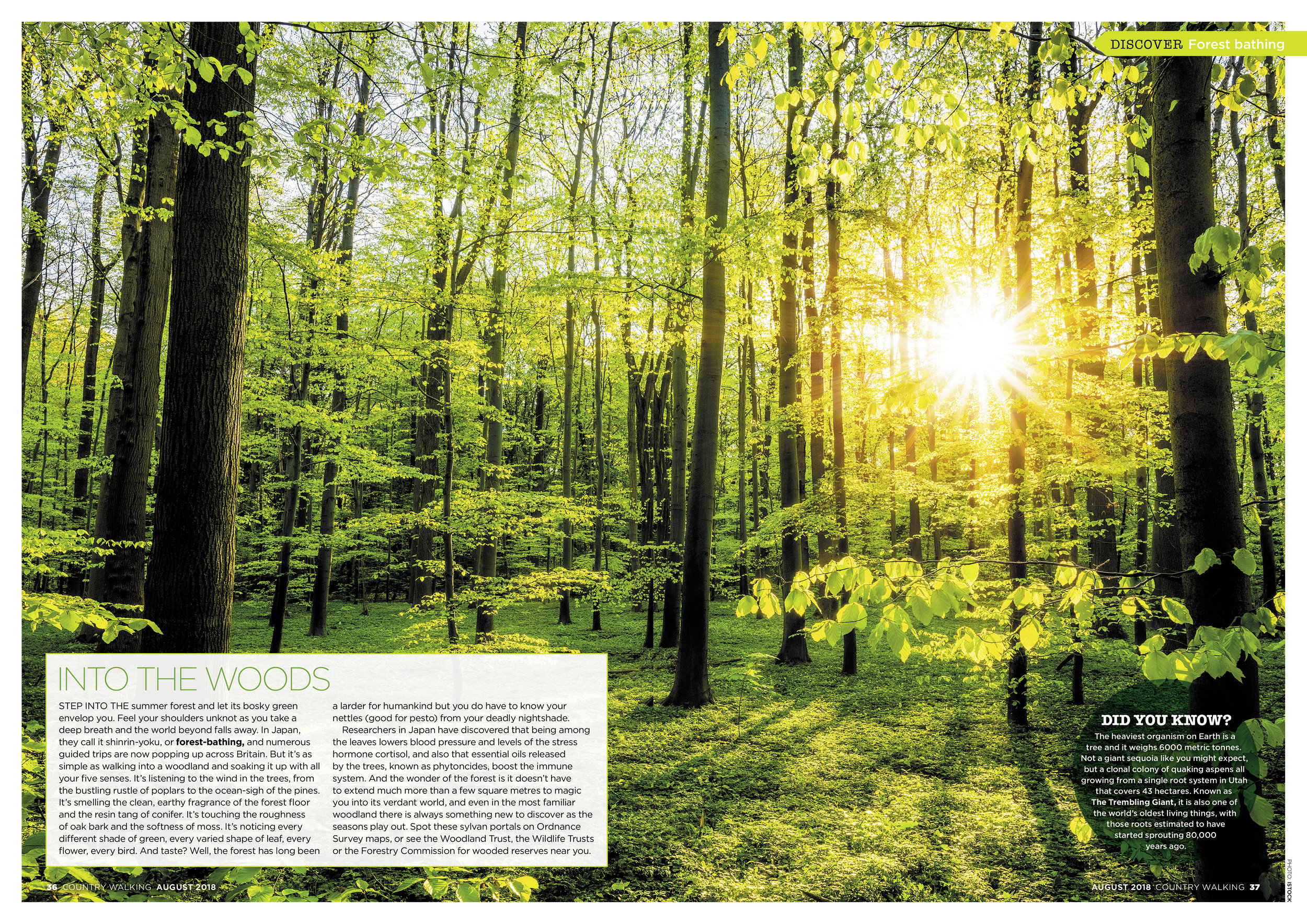 Lose Yourself in a Forest.jpg