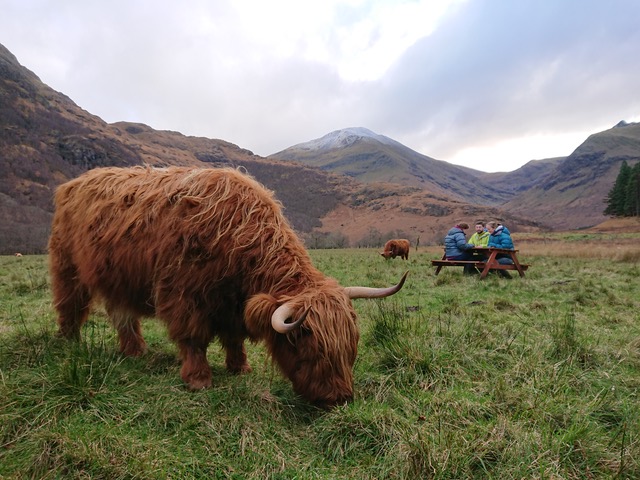 Highland%20Cow_3.jpeg