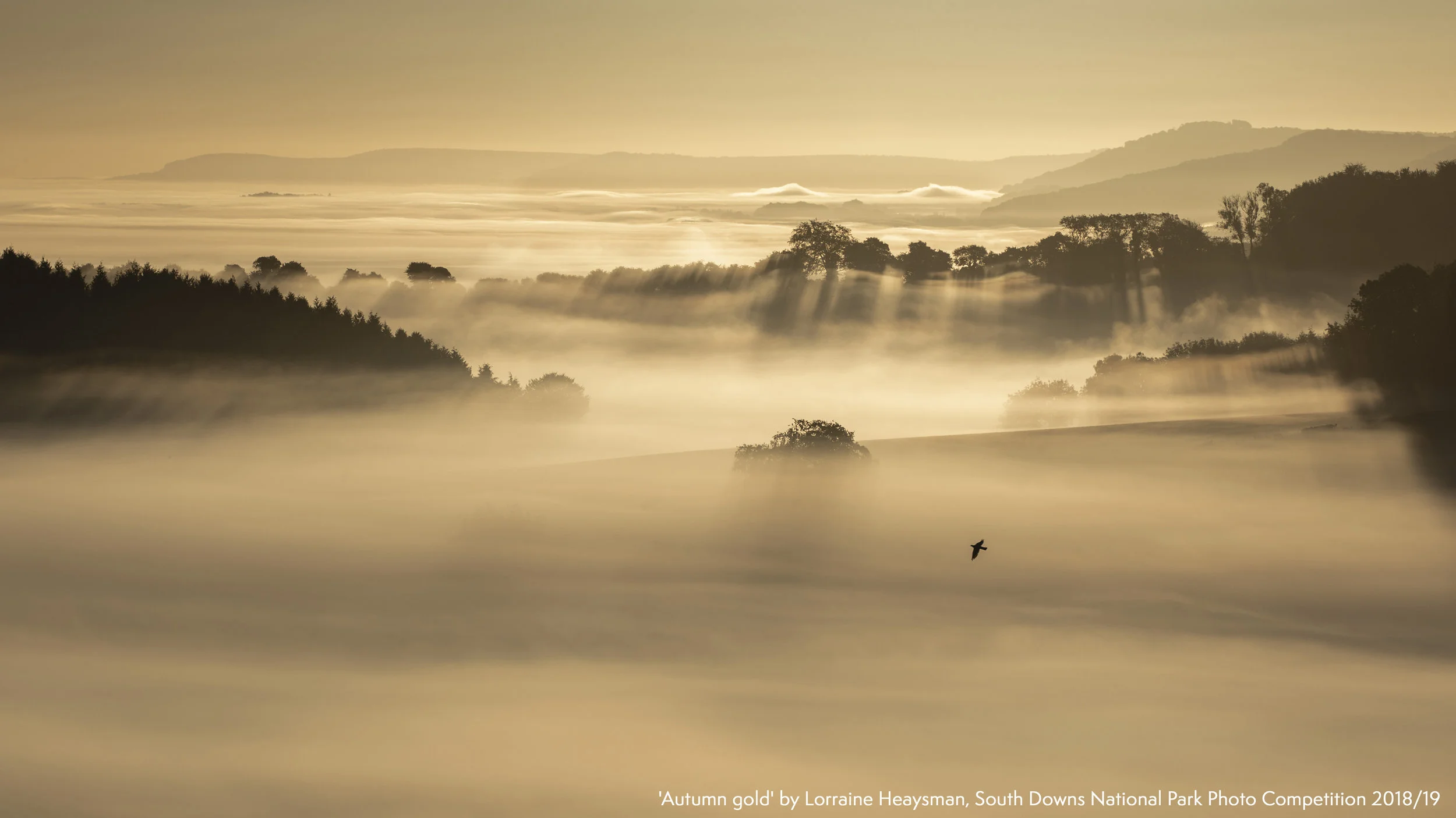 RS7924_'Autumn_gold'_by_Lorraine_Heaysman_South_Downs_National_Park_Photo_Competition_2018-19.jpg