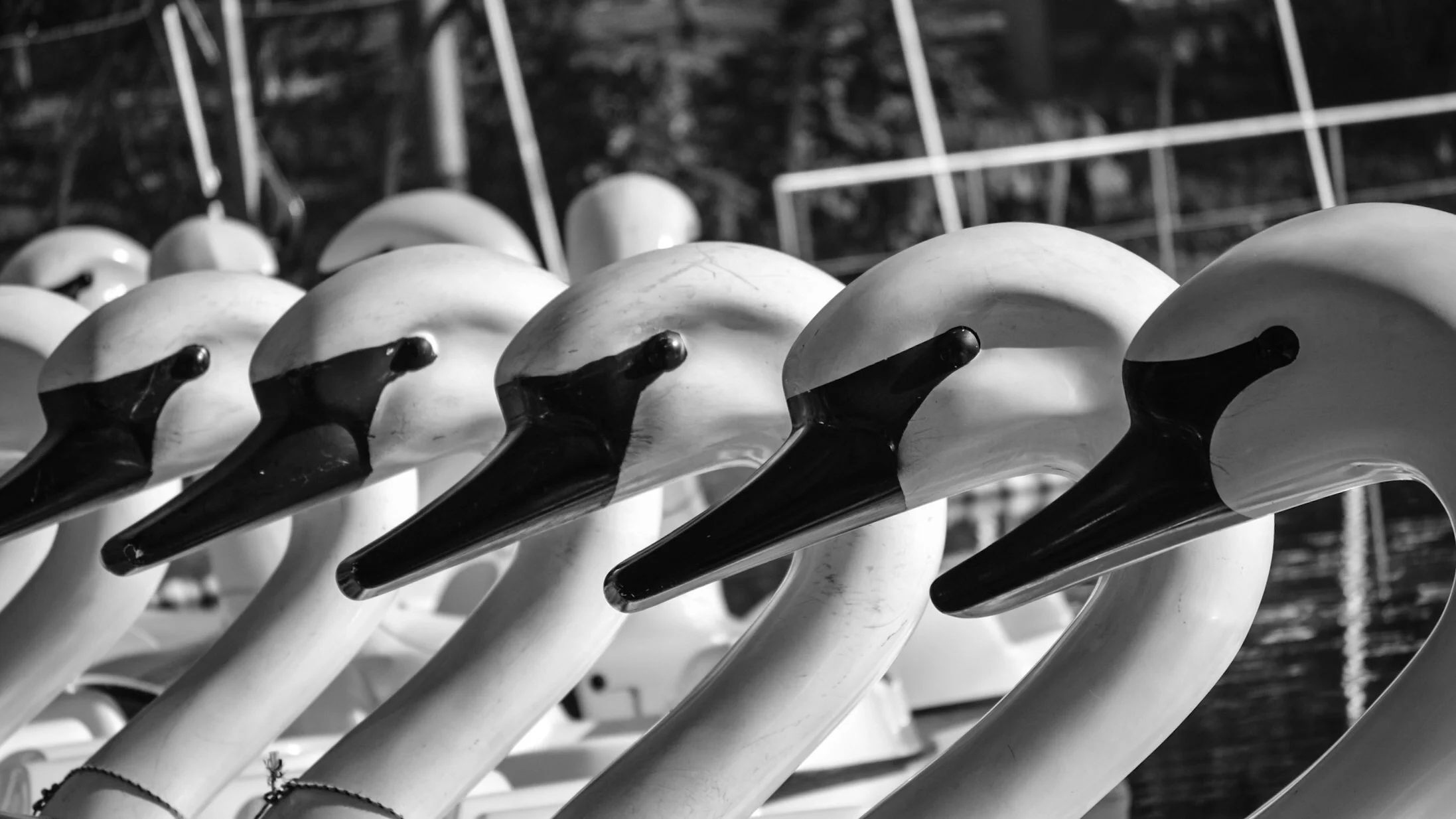 Swan boats waiting to be rented on the zoo's lake