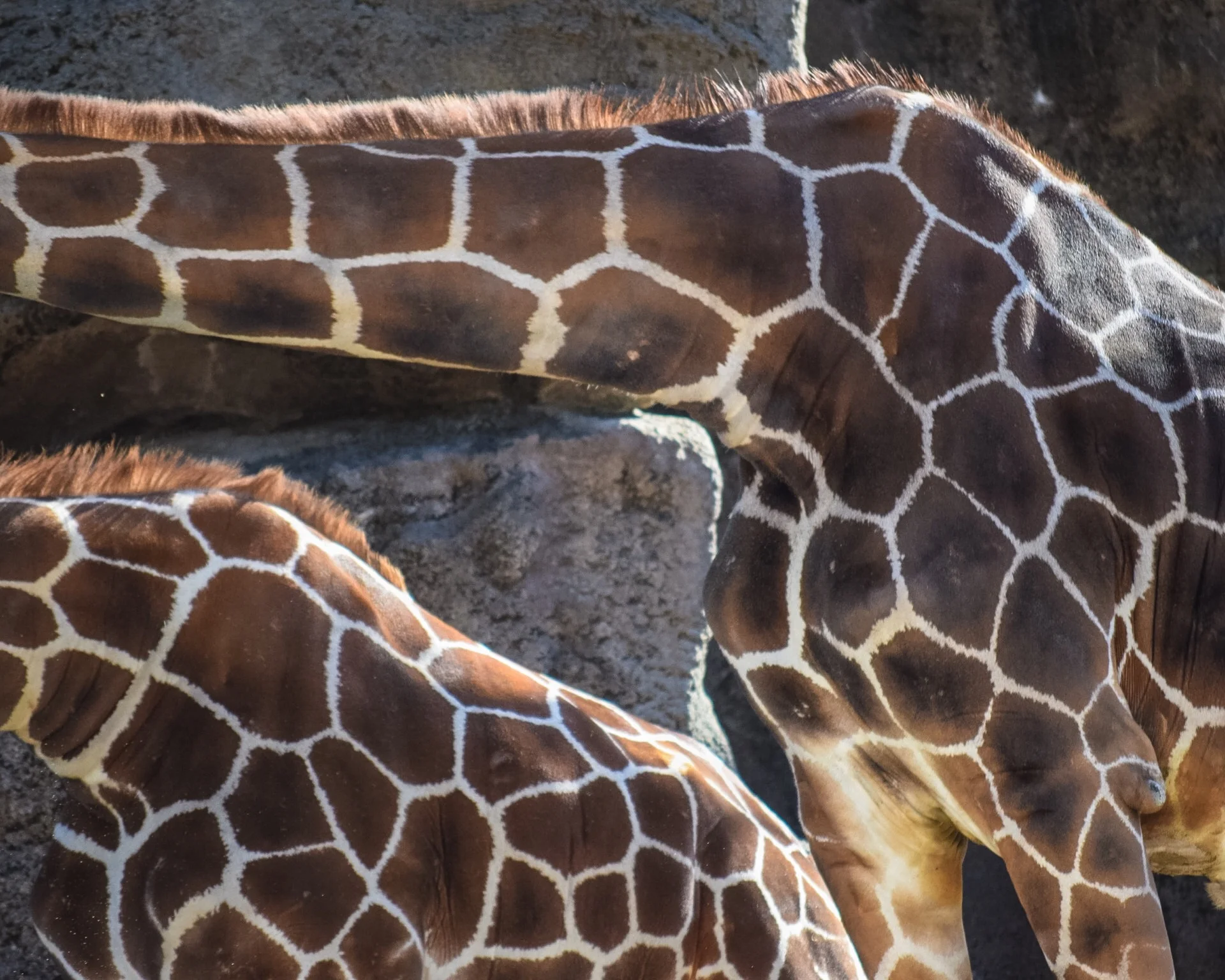 Contrary to popular belief, the necks of Somali Giraffes only feature seven vertebrae