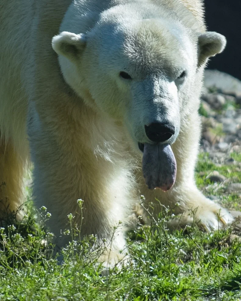 The Polar Bear did not feel like smiling for the camera