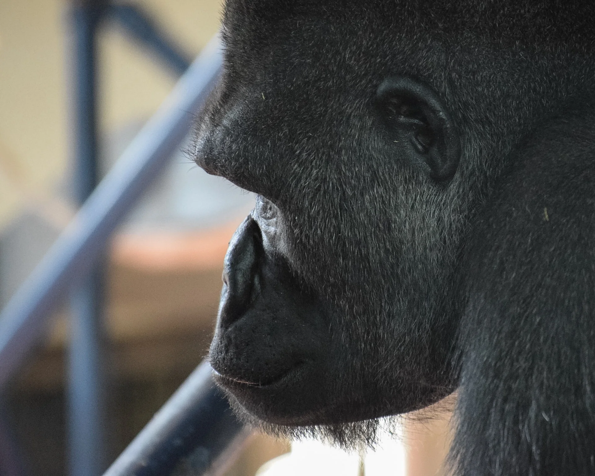 In the past 25 years, the populations of the Western Lowland Gorilla has been reduced by half due to poaching and disease.