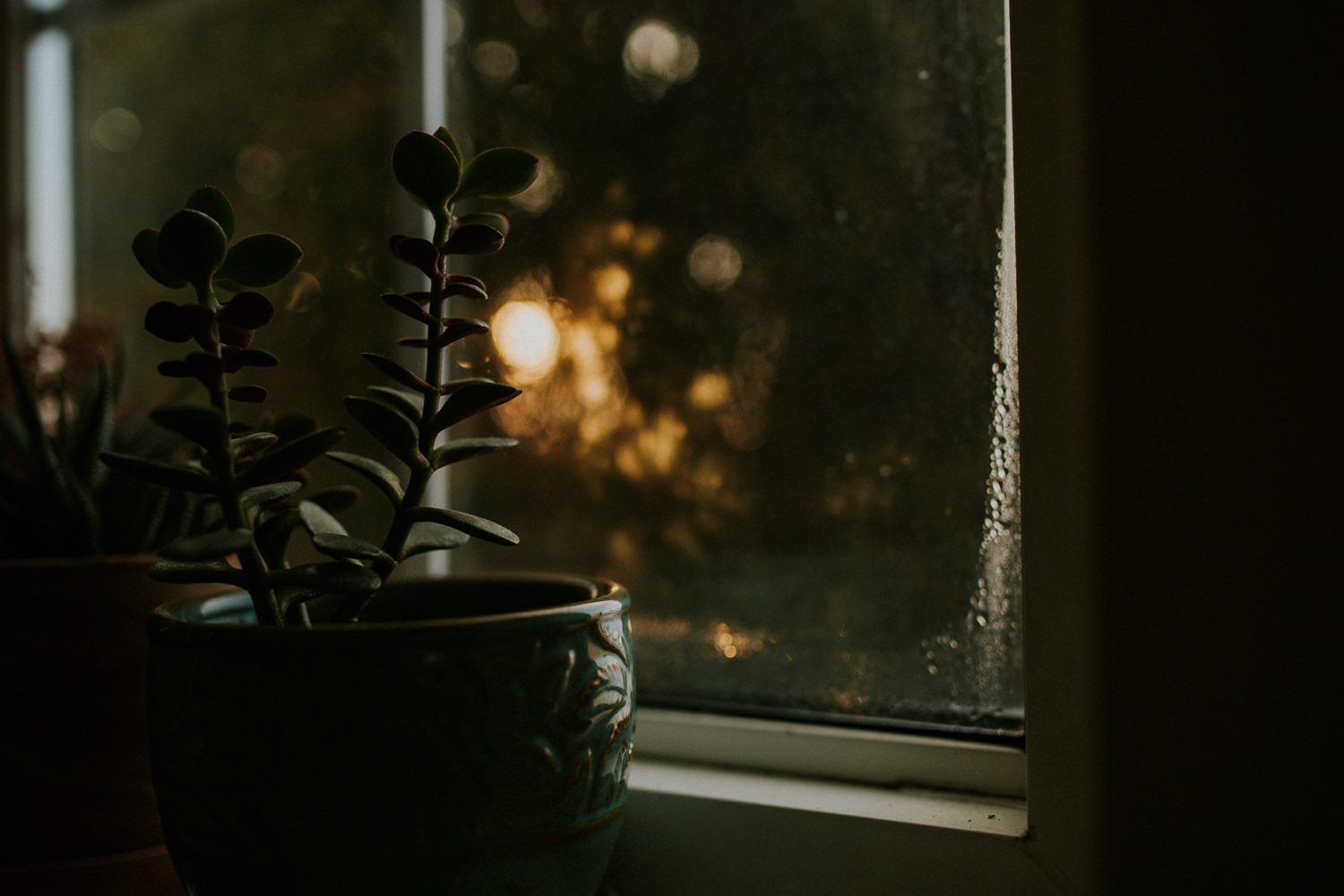 small jade plant in golden light - stouffville lifestyle photos