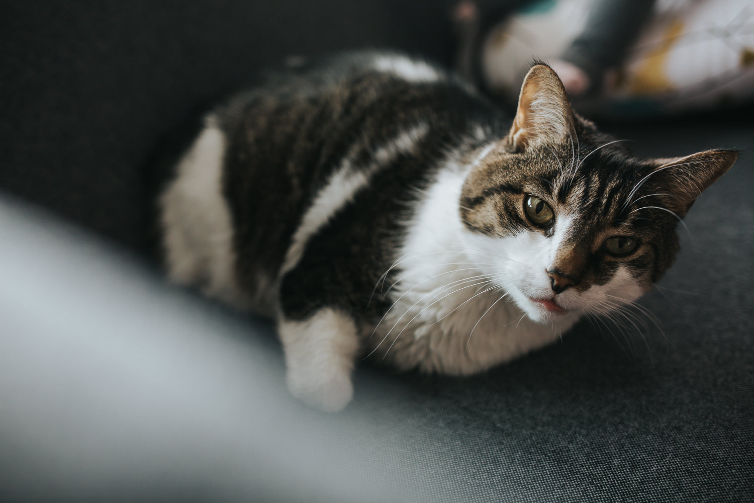 cat lying on dark couch - Barrie lifestyle photos