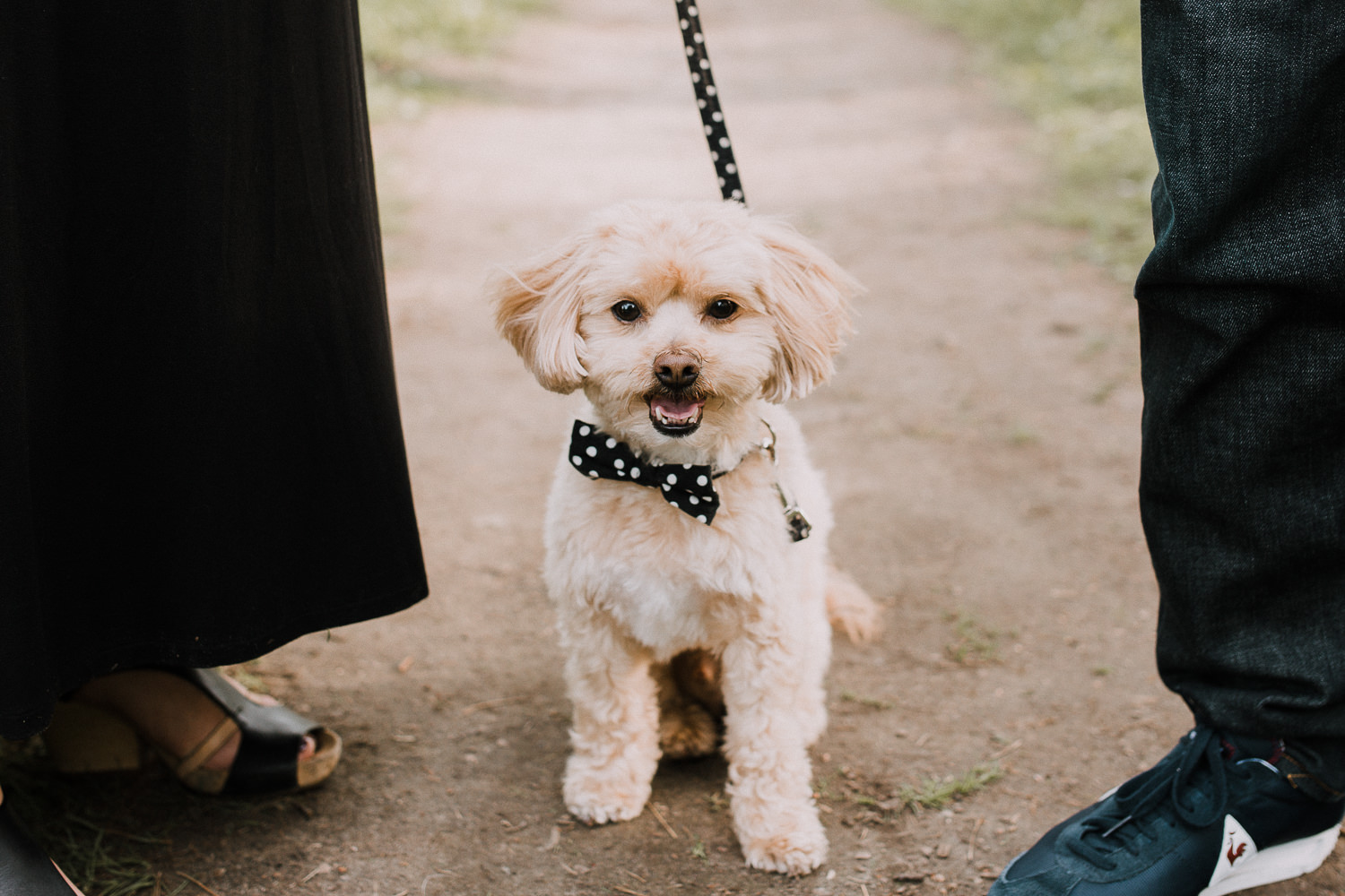 small golden brown shi-poo sitting between owners -  Markham Lifestyle Photography 