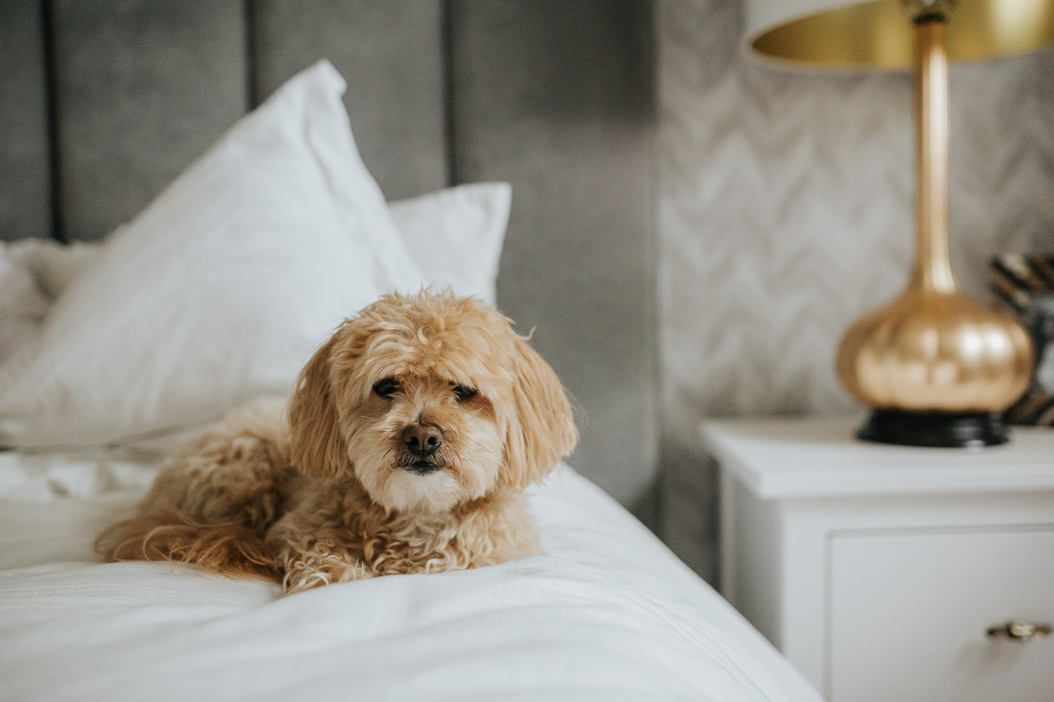 golden small poodle mix dog sitting on neutral bed looking at camera -  Newmarket Lifestyle Photos