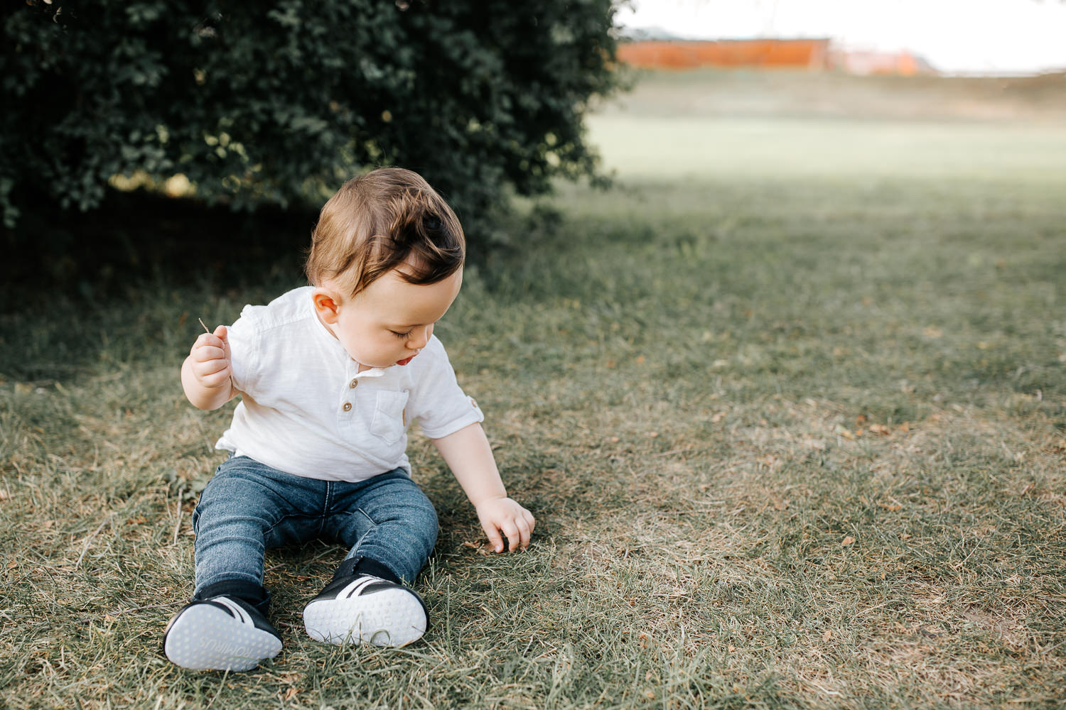 9 month old baby boy wearing white t-shirt, jeans and sneakers sitting on grass at park in front of greenery playing with leaves, looking down - Barrie Golden Hour Photos