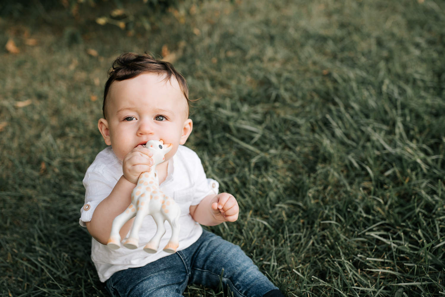 9 month old baby boy with dark hair wearing white t-shirt, jeans and sneakers sitting on grass chewing on Sophie the giraffe, looking at camera - Newmarket Lifestyle Photos