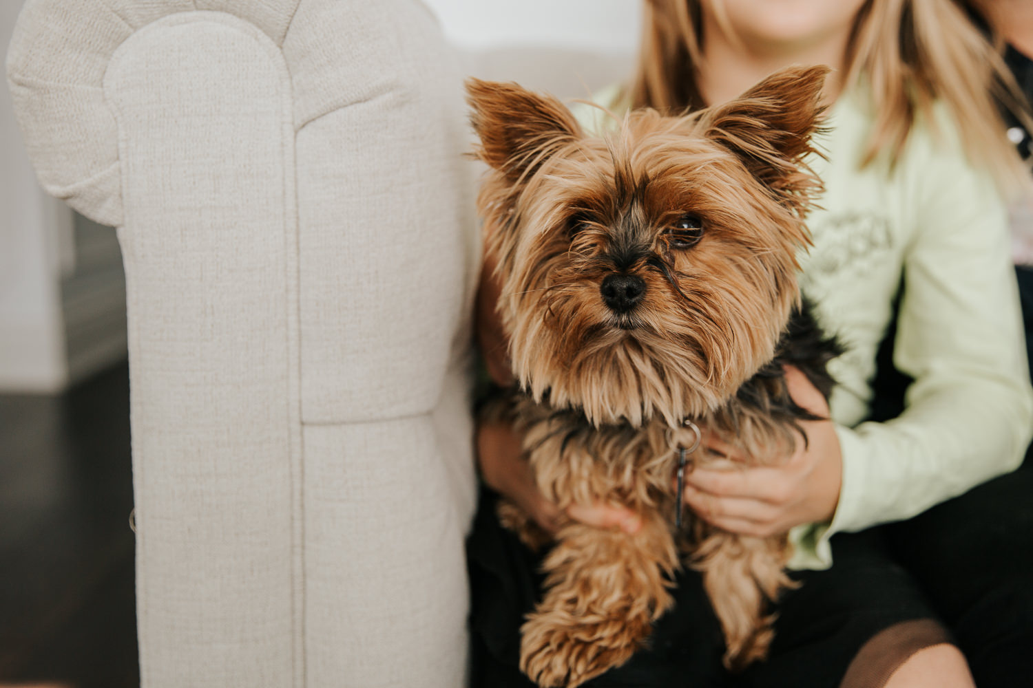 close up of brown and black female Yorkshire terrier dog sitting on 8 year old girl's lap on couch - Markham In-Home Photos