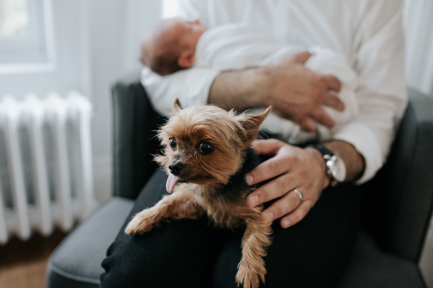 new father sitting in chair in living room, holding sleeping, swaddled 2 week old baby boy in his arms, teacup Yorkie with tongue out sitting in his lap - GTA Lifestyle Photography