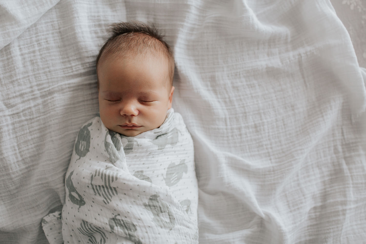 2 week old baby boy with dark hair wrapped in white and grey elephant swaddle sleeping on bed, portrait - Stouffville In-Home Photography 